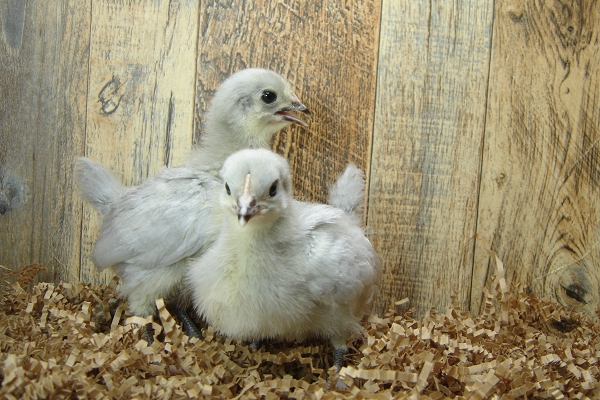 4 Pullet Chicks Week 2 - 2 Lavender Orpington